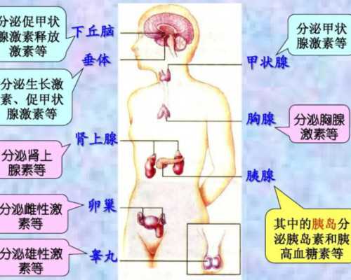 国内供精供卵费用多少,地中海做试管是否会遗传答案在这，附具体的影响介绍